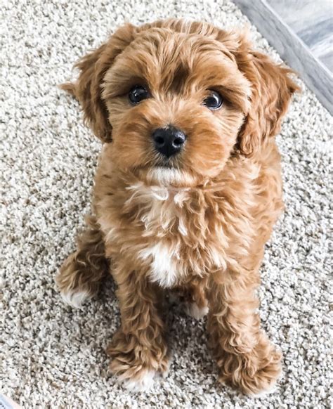 Silver Nickel Puppies. . Cavapoo for sale near me